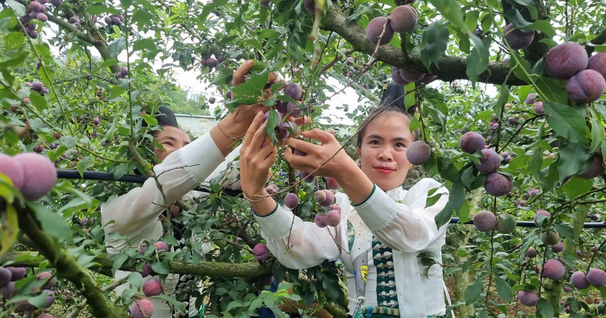 Minh bạch hóa nguồn gốc: “Tấm hộ chiếu số” nâng tầm nông sản Việt