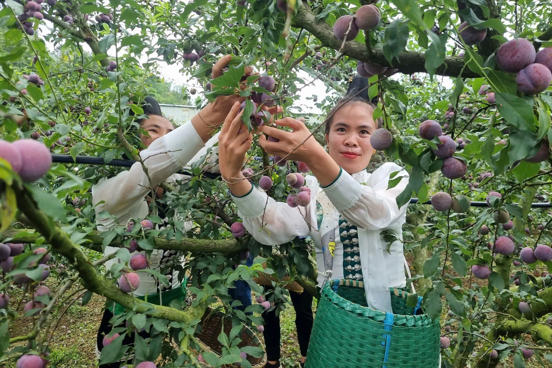 Minh bạch hóa nguồn gốc: “Tấm hộ chiếu số” nâng tầm nông sản Việt