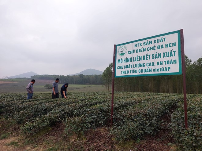 HTX Chè Đá Hen đã phát triển theo chuỗi giá trị khép kín.
