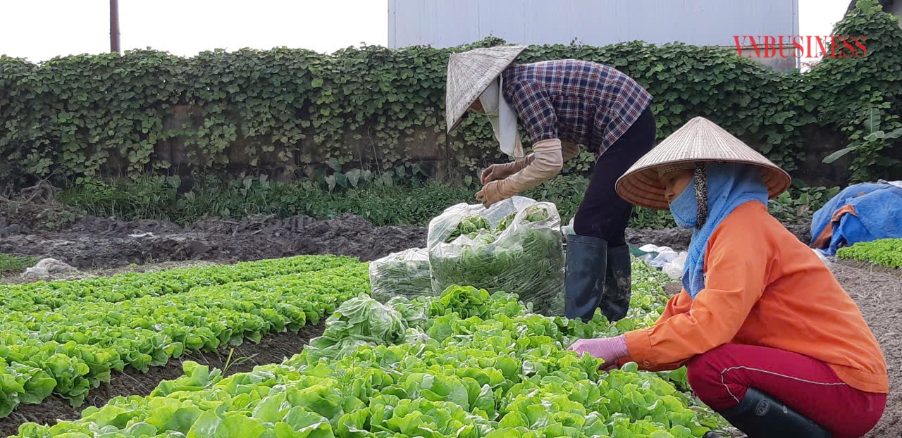 Nhiều buổi phỏng vấn của phóng viên thường diễn ra ngay tại cánh đồng.