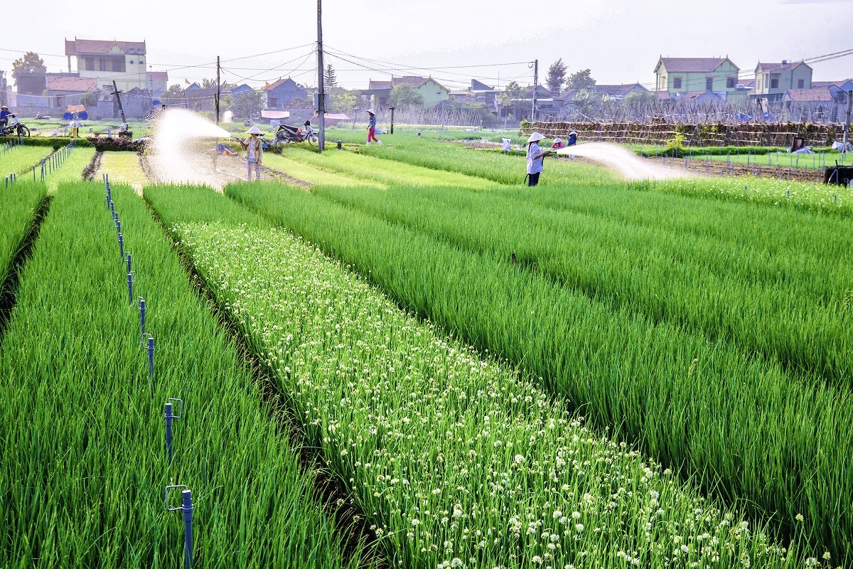 Mã số vùng trồng mở đường cho HTX tham gia sâu hơn vào chuỗi xuất khẩu