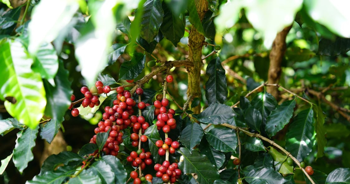Giá cà phê tăng 500 đồng/kg, thị trường hồi phục