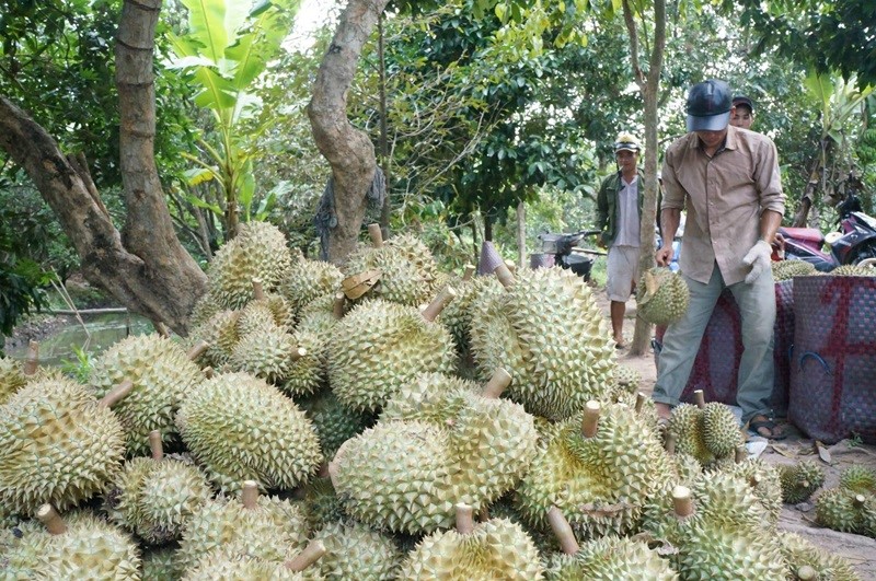 Nhiều HTX đã quan tâm đến xây dựng mã số vùng trồng để phục vụ xuất khẩu.