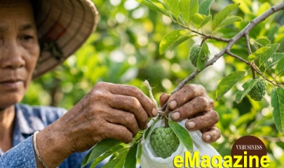 HTX mở đường cho mãng cầu Bà Đen vươn xa