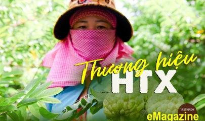 Chuyện xây dựng thương hiệu của các HTX trên phố Núi