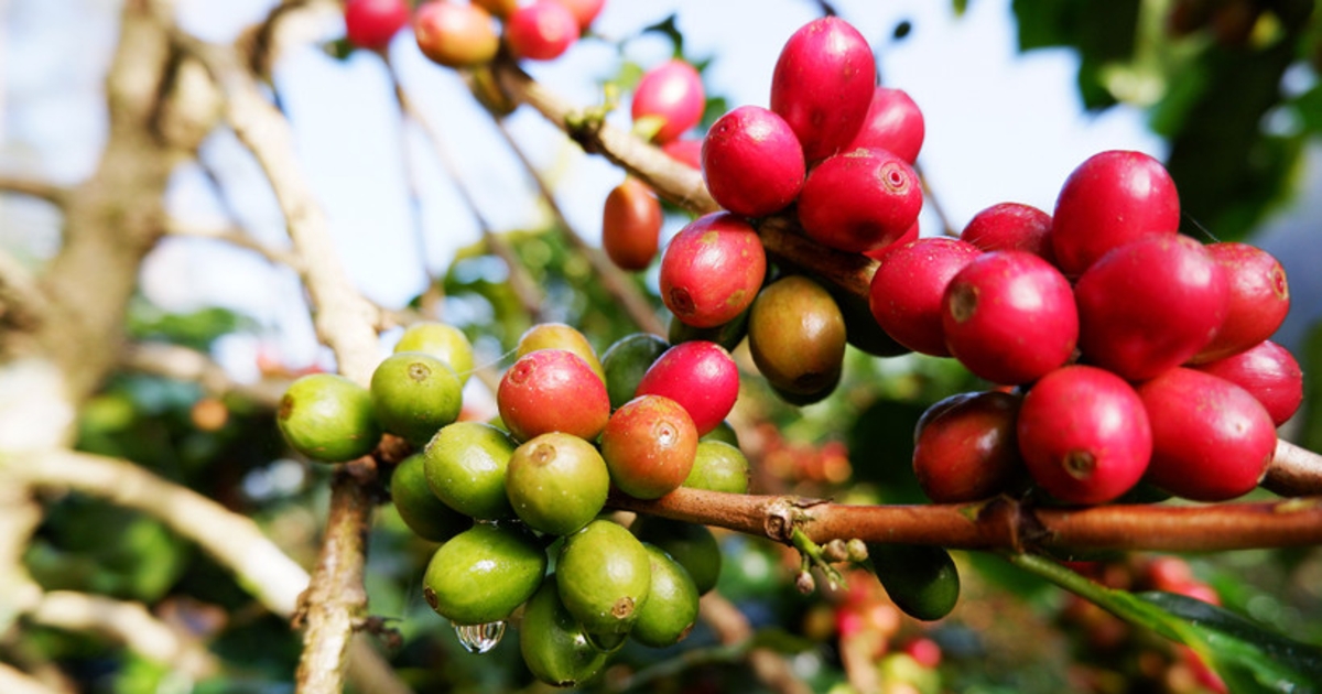 Giá cà phê giảm xuống dưới 85.000 đồng/kg