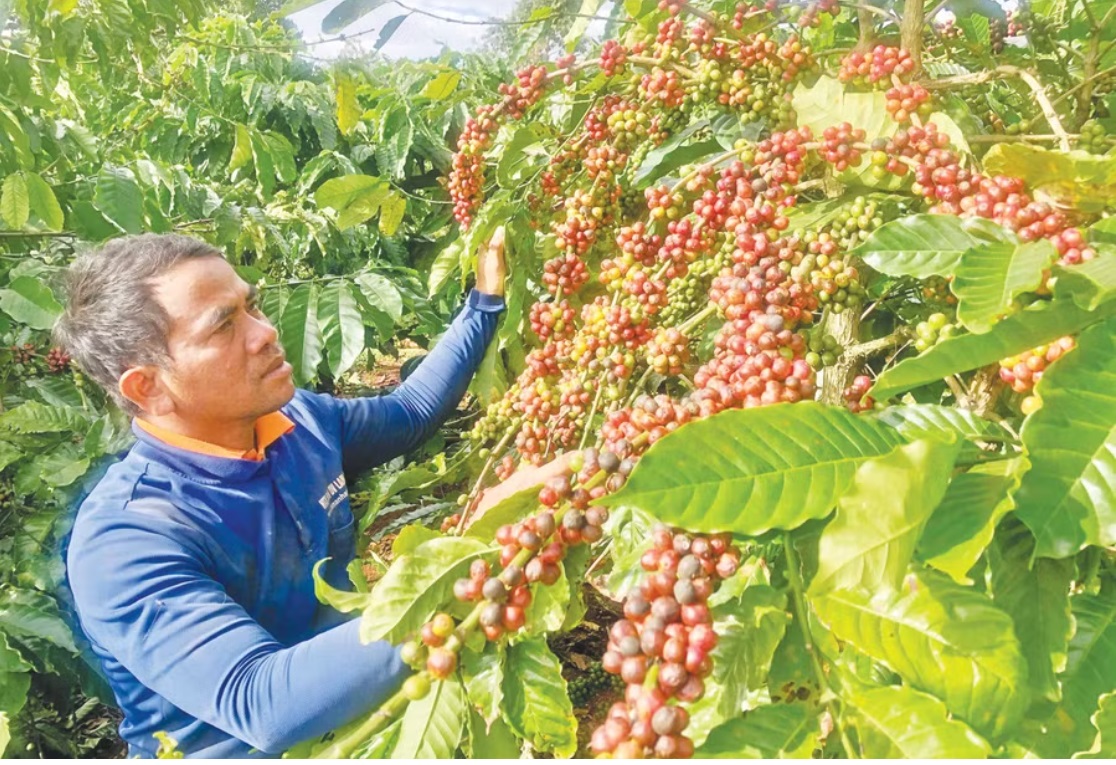 Ông Uê, Giám đốc HTX Glar