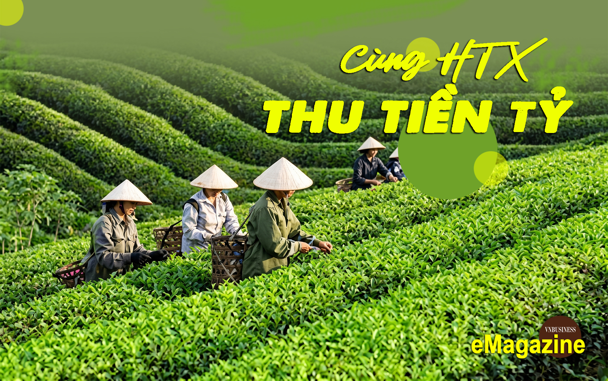 Cùng HTX sản xuất bài bản, nông dân xứ Tuyên tự tin thu tiền tỷ