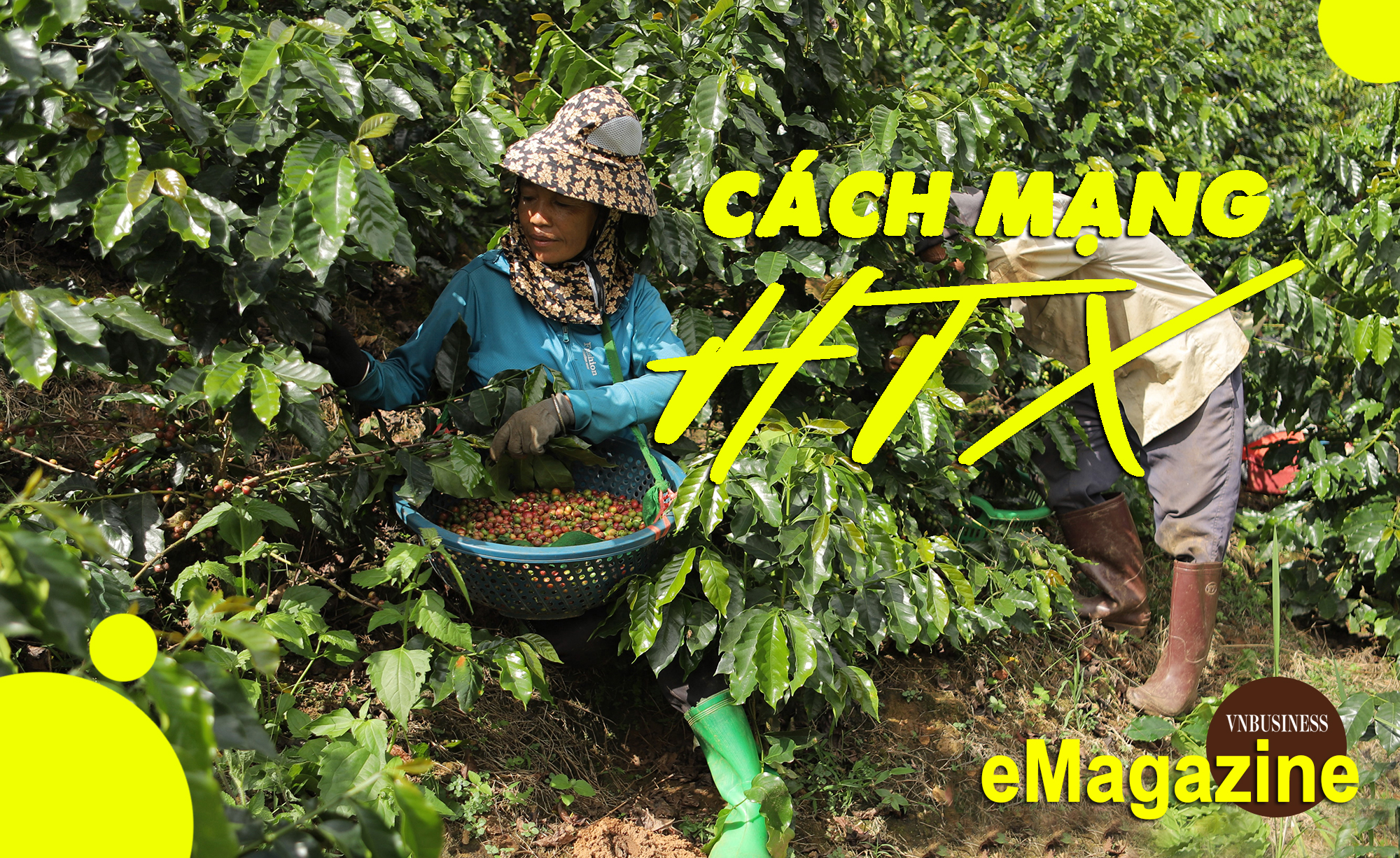 Mắc ca, cà phê và cuộc cách mạng mang tên HTX ở Điện Biên