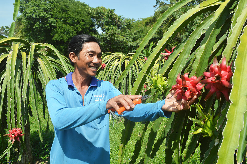 Bản quyền giống cây trồng có vai trò quan trọng trong xuất khẩu.