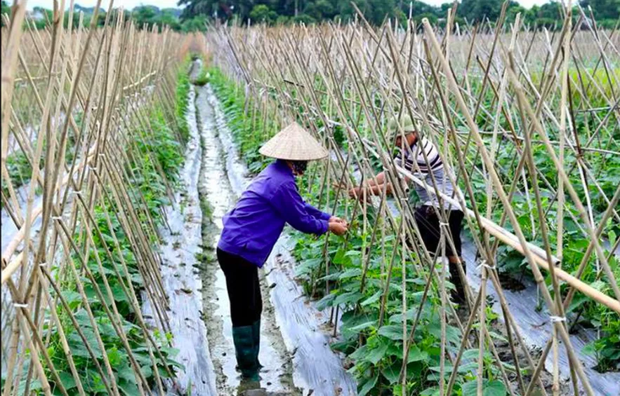 Hợp tác xã không chỉ là cầu nối giữa nông dân với doanh nghiệp mà còn trực tiếp tổ chức sản xuất, hướng dẫn kỹ thuật, kiểm soát chất lượng và làm truy xuất nguồn gốc.