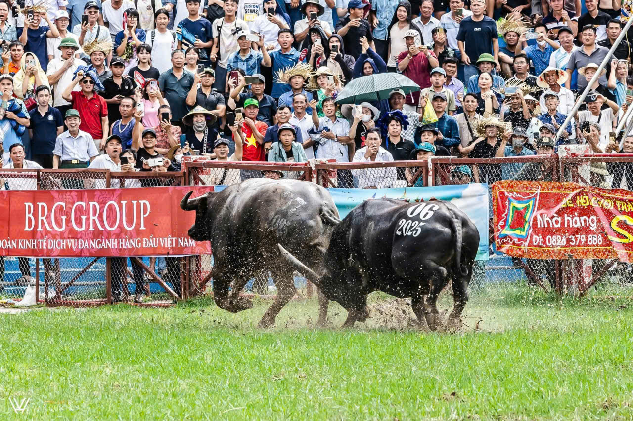 Lễ hội Chọi trâu luôn mang đến cho người xem nhiều bất ngờ tới phút cuối.