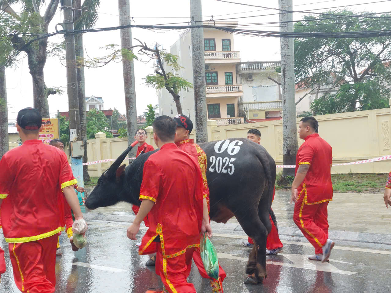 Các "ông trâu" luôn được chăm sóc chu đáo trước khi diễn ra Lễ hội.