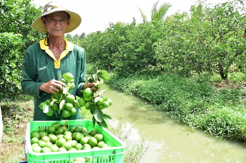 Xây dựng thương hiệu, truy xuất nguồn gốc và phát triển tài sản trí tuệ giúp chanh không hạt của HTX Nông nghiệp Thành Chí gia tăng giá trị và nâng cao thu nhập cho thành viên.