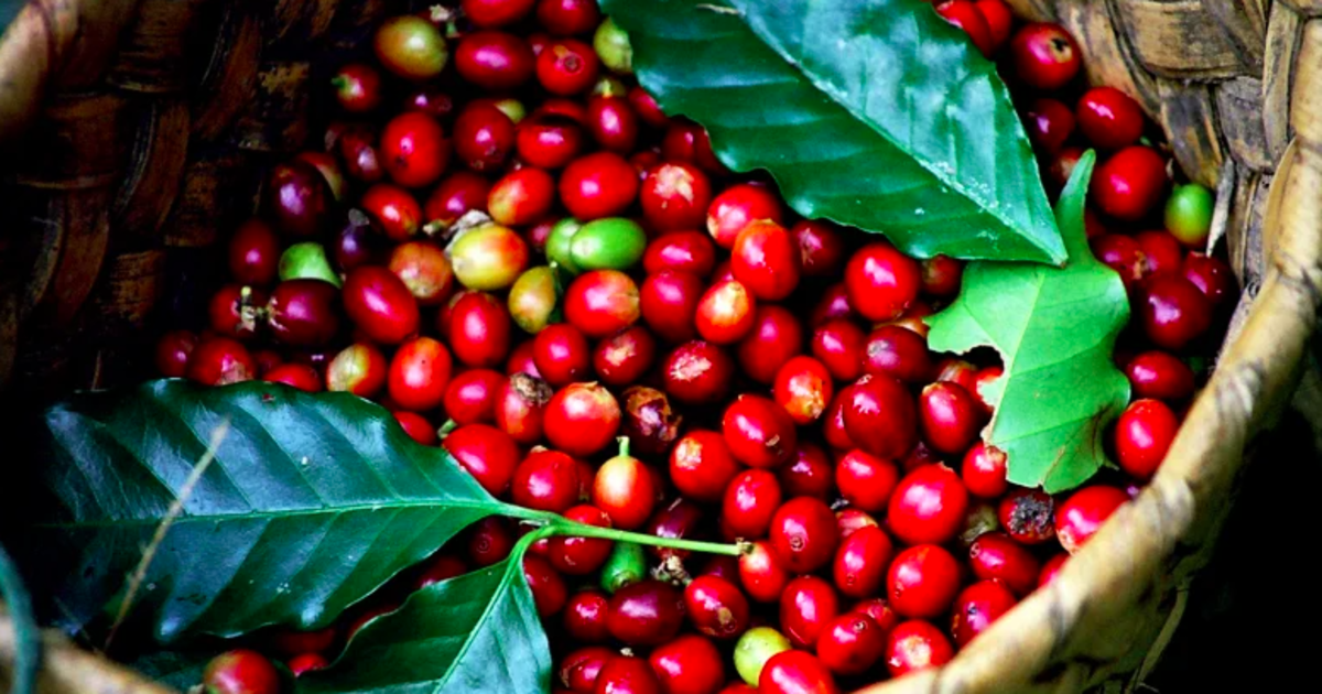 Giá cà phê đi ngang gần 90.000 đồng/kg - Cập nhật 22/6