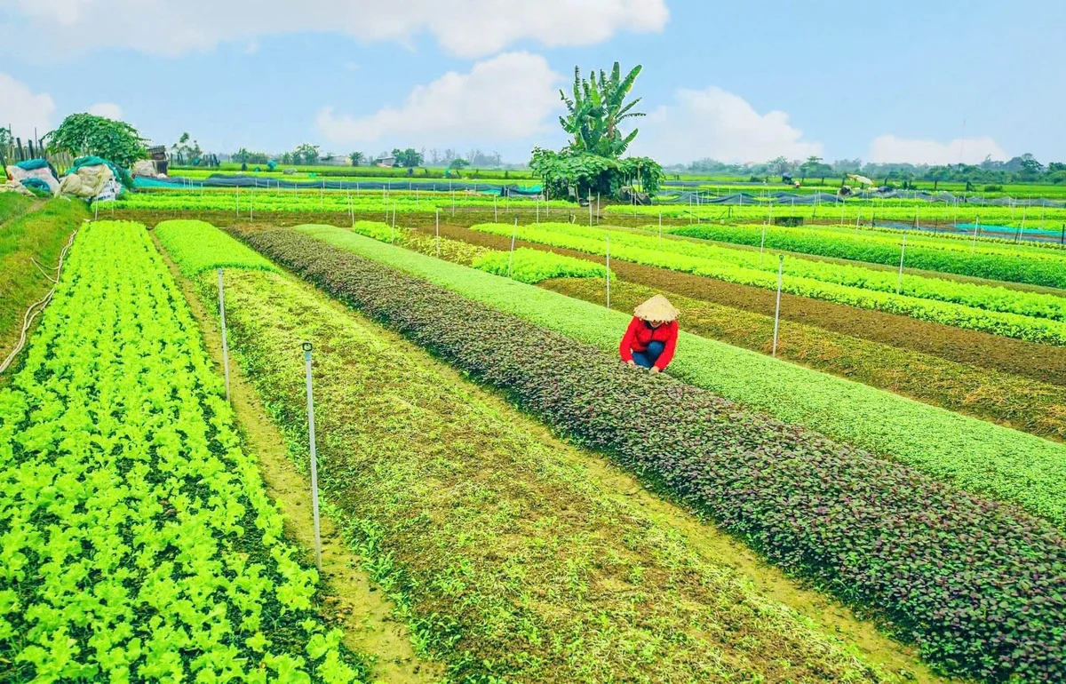 Máy móc chưng cất tinh dầu hiện đại