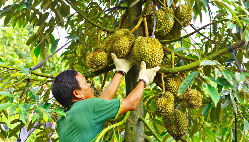 Dữ liệu vùng trồng cần theo kịp sự thay đổi trong thực tiễn sản xuất.