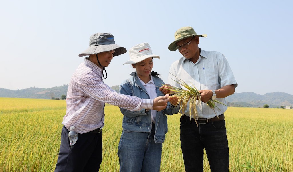 Câu chuyện của HTX Nông nghiệp 714 cho thấy tài sản trí tuệ không phải là khái niệm xa vời. Nó được tạo dựng từ những việc rất cụ thể trên đồng ruộng, từ chất lượng sản phẩm.