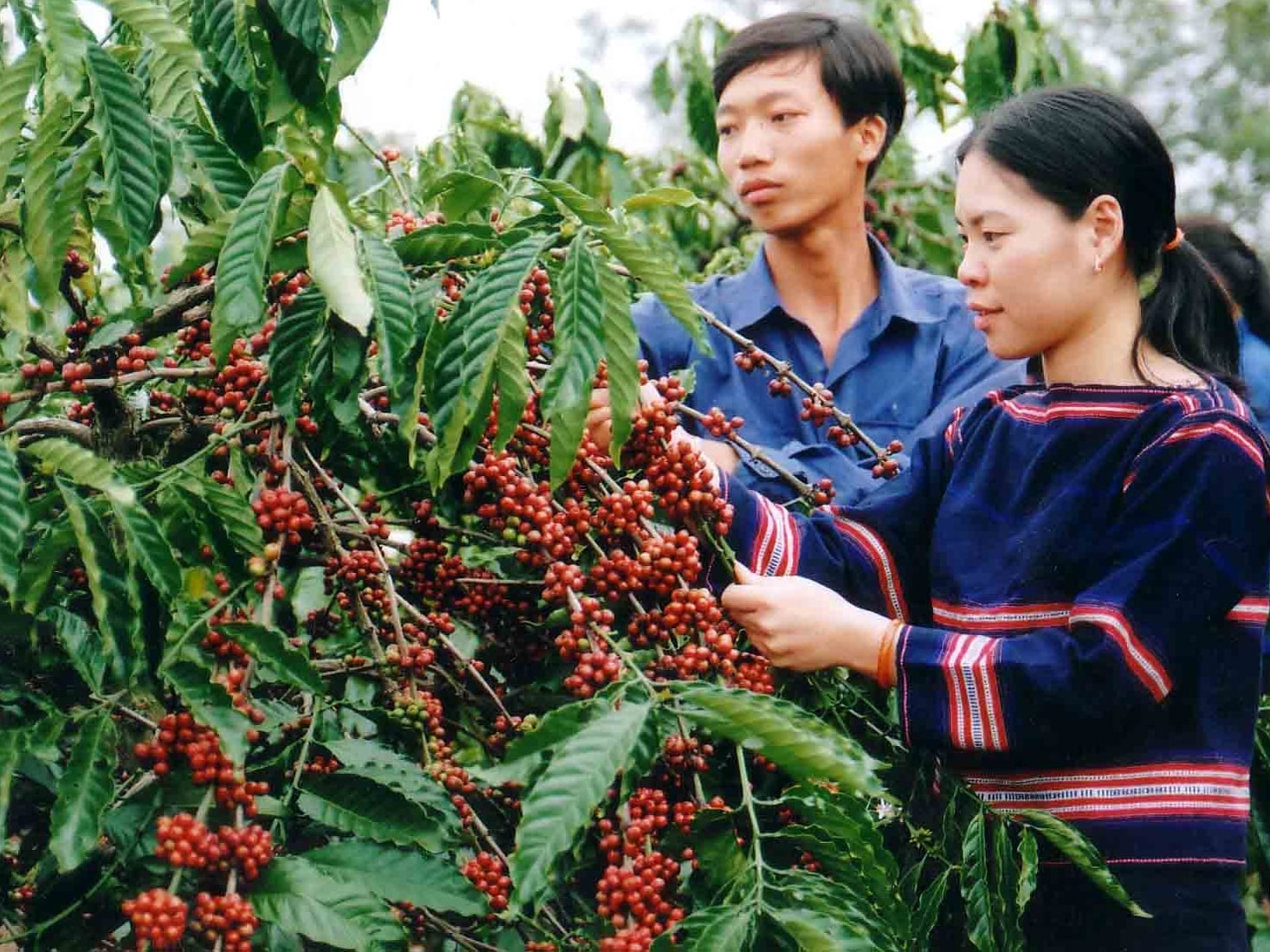 Cà phê tăng nhẹ, kỳ vọng chinh phục lại mốc 90.000 đồng/kg