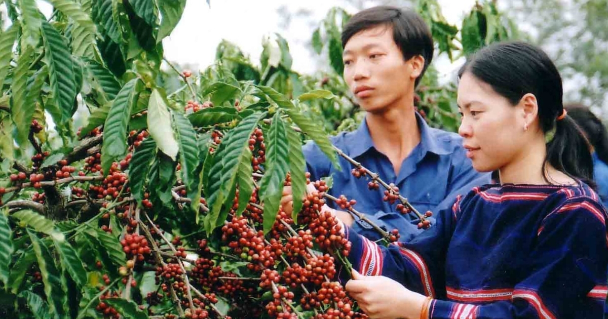 Giá cà phê tăng 200 đồng/kg - Thị trường thế giới