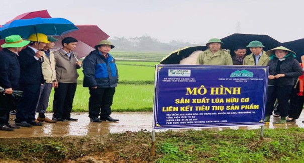 Mô hình liên kết sản xuất lúa hữu cơ tại xã HTX Xuân Hoà – Gio Linh (Ảnh: Trung tâm Khuyến nông tỉnh)