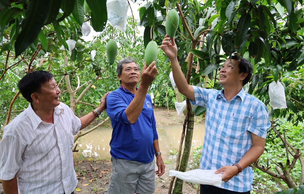 Thành viên HTX chăm sóc vườn xoài theo quy trình VietGAP, GlobalGAP, hướng tới xây dựng vùng nguyên liệu đạt chuẩn phục vụ xuất khẩu.