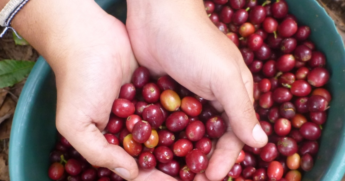 Giá cà phê giữ mốc 90.000 đồng/kg: Nguồn cung cạn kiệt