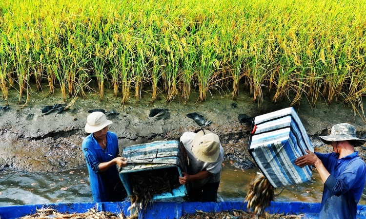 OCOP trên cánh đồng Vĩnh Phong: Khi chính sách sở hữu trí tuệ trở thành đòn bẩy