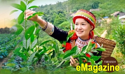 Đưa chè Shan tuyết, mật ong bạc hà lên nền tảng số, HTX thắng lớn ở Tuyên Quang