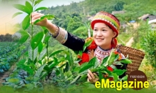 Đưa chè Shan tuyết, mật ong bạc hà lên nền tảng số, HTX thắng lớn ở Tuyên Quang