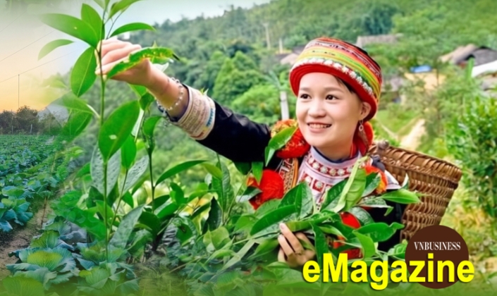 Đưa chè Shan tuyết, mật ong bạc hà lên nền tảng số, HTX thắng lớn ở Tuyên Quang