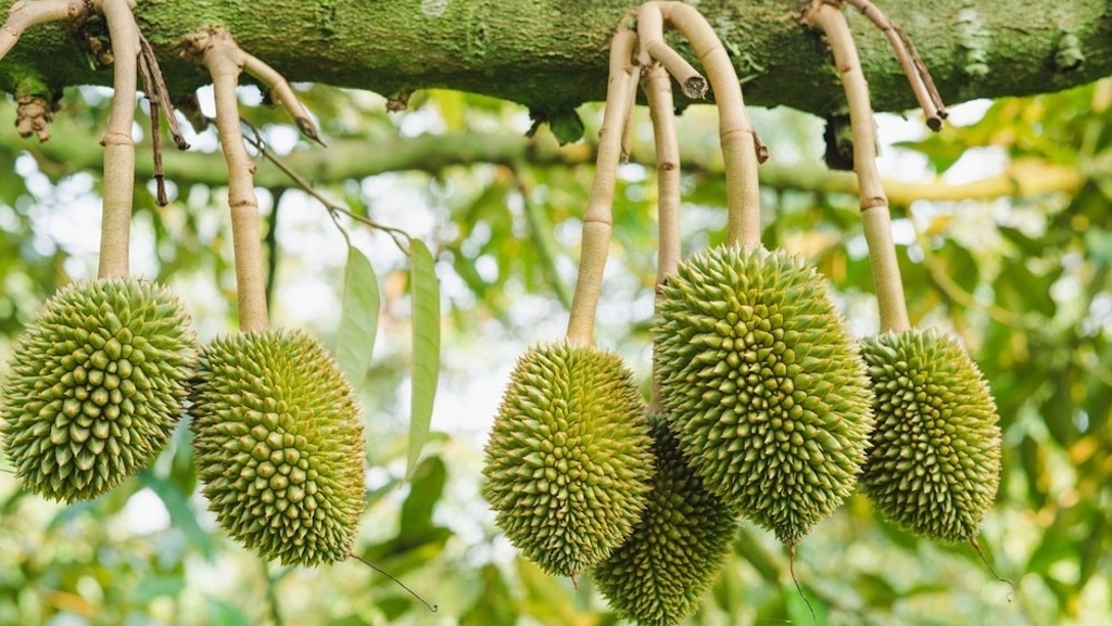 Nghĩa Trung (Đồng Nai) đang mở rộng mã số vùng trồng sầu riêng, hướng tới chuẩn hóa sản xuất và nâng cao giá trị nông sản gắn với truy xuất nguồn gốc.