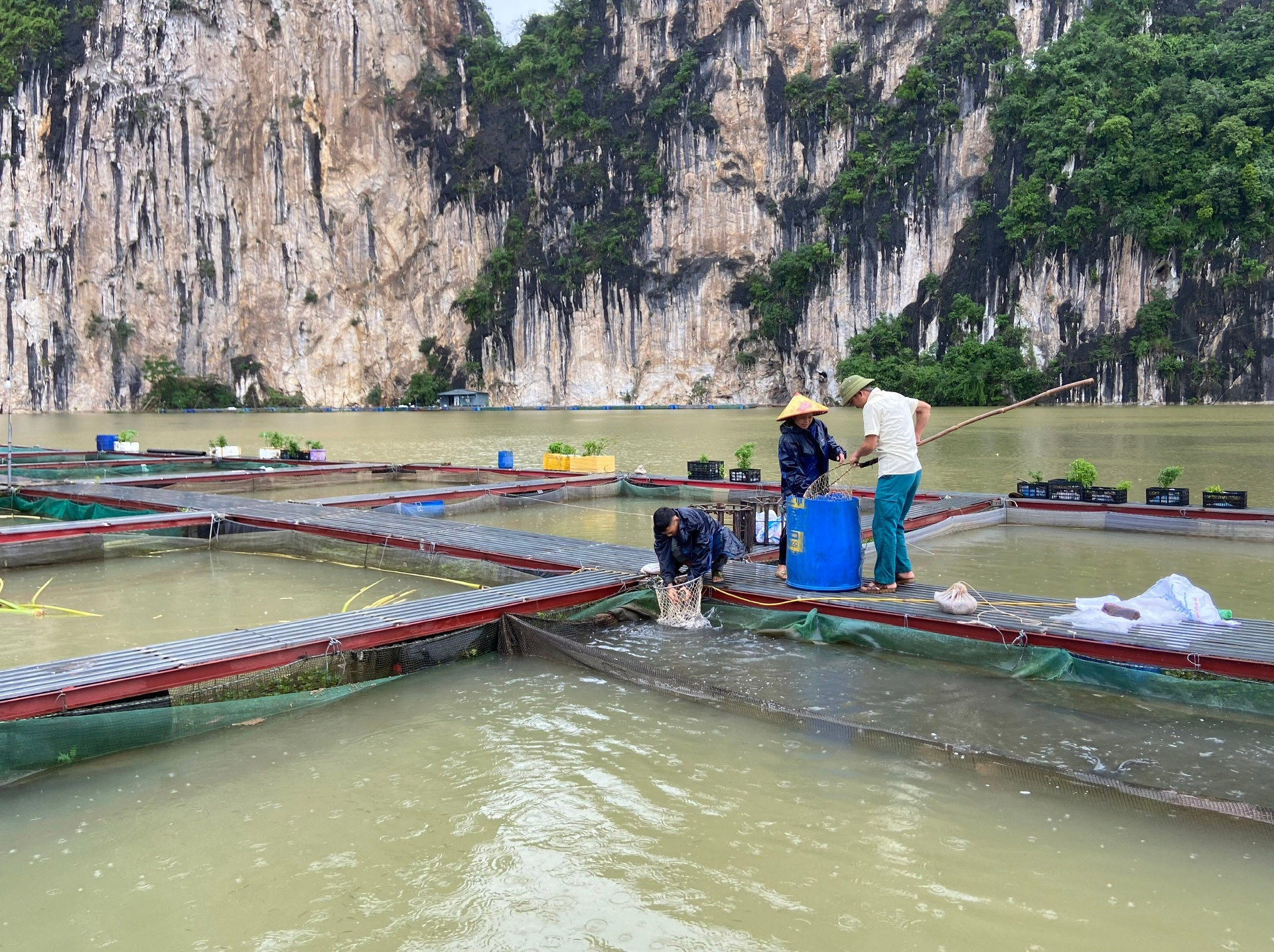 Nuôi cá lồng bè trên hồ Bản Chát