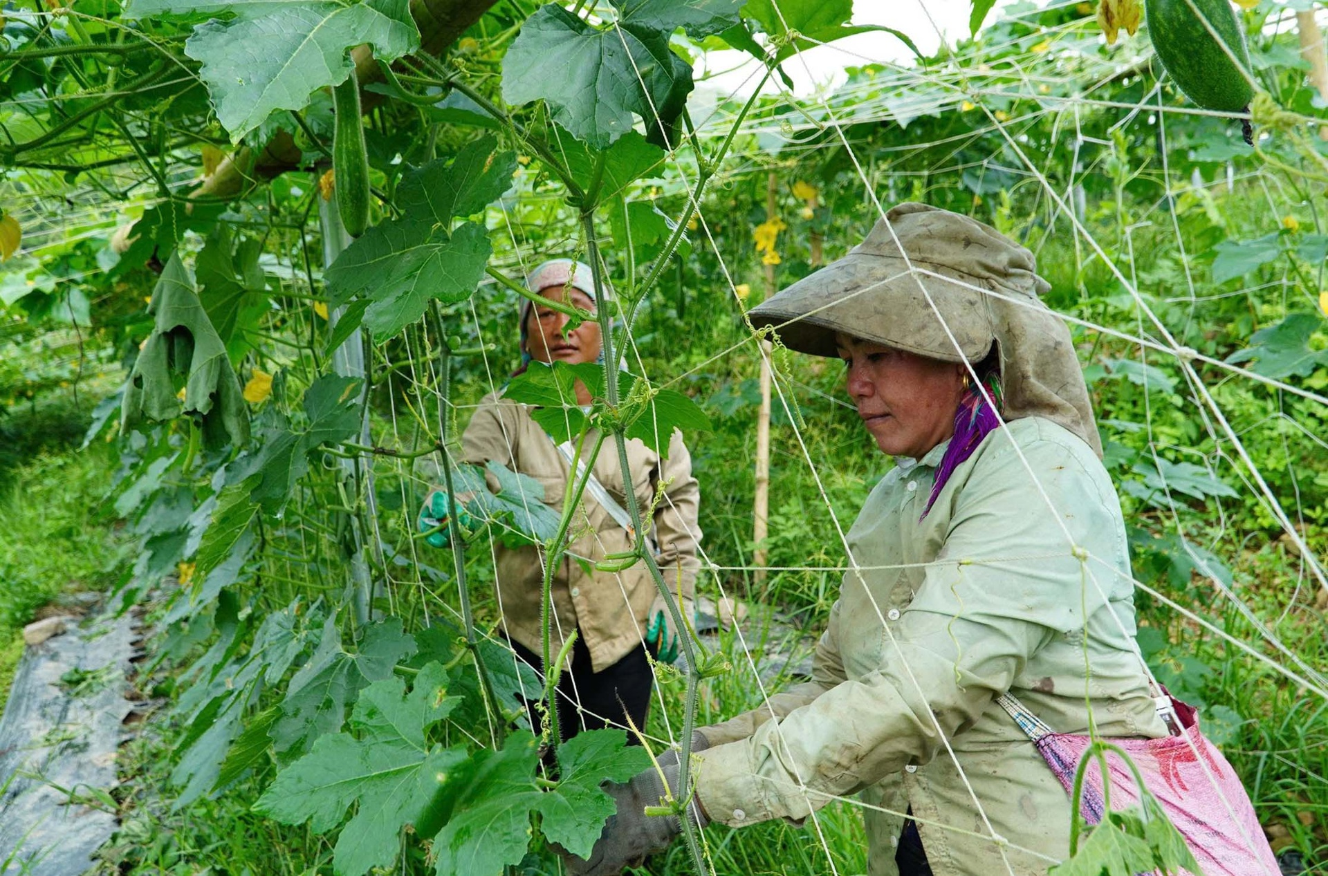 Sản phẩm đặc trưng Lai Châu