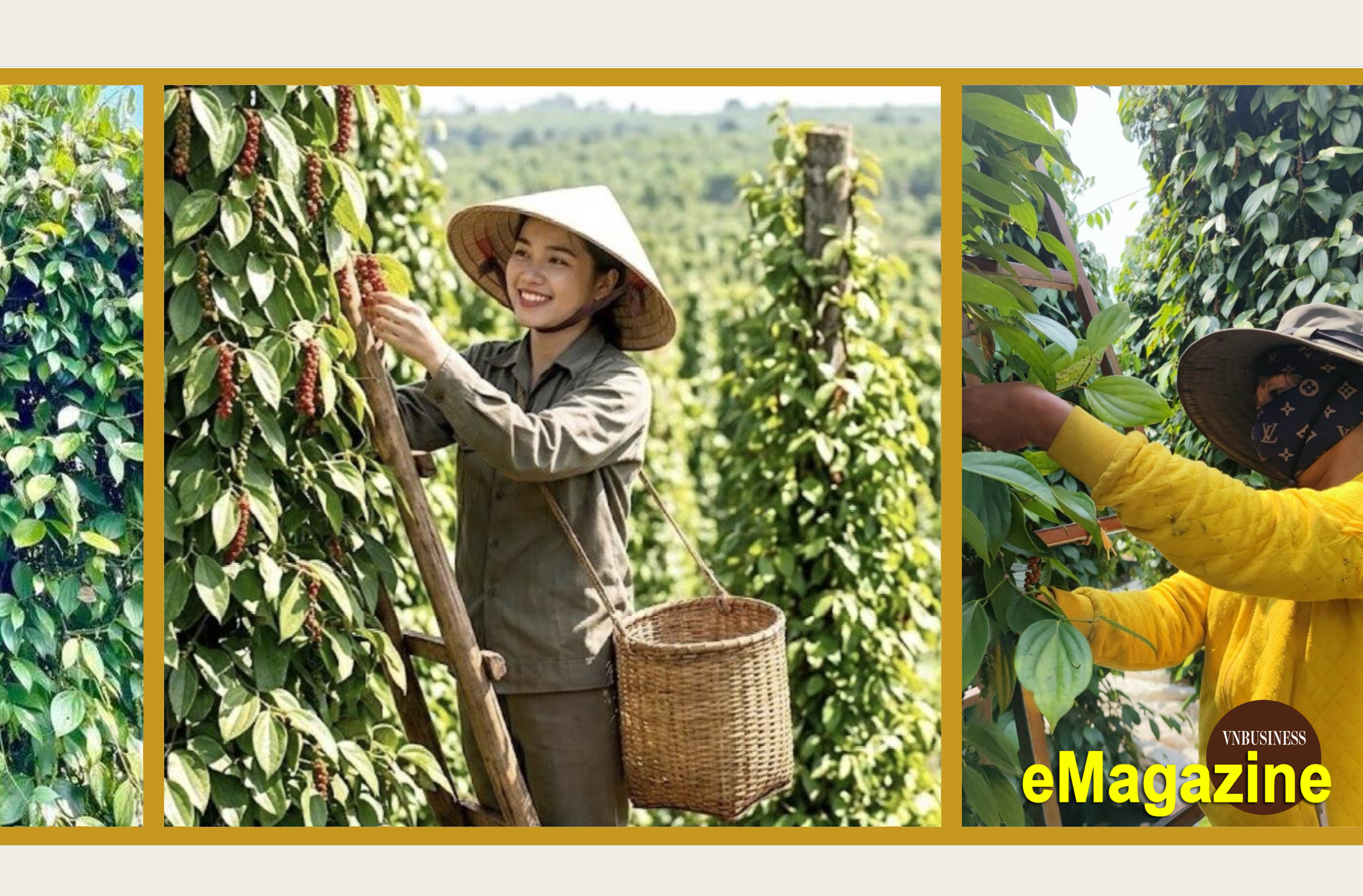Từ 'vàng đen' ở Tây Nguyên đến chuyện liên kết sản xuất và chinh phục thị trường bằng tài sản trí tuệ