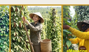 Từ vàng đen ở Tây Nguyên đến chuyện liên kết sản xuất và chinh phục thị trường bằng tài sản trí tuệ