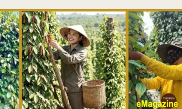 Từ vàng đen ở Tây Nguyên đến chuyện liên kết sản xuất và chinh phục thị trường bằng tài sản trí tuệ