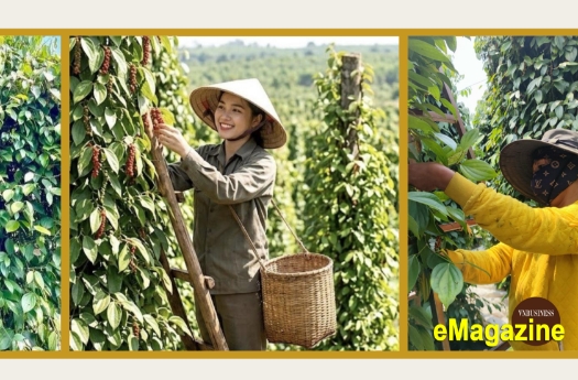 Từ vàng đen ở Tây Nguyên đến chuyện liên kết sản xuất và chinh phục thị trường bằng tài sản trí tuệ