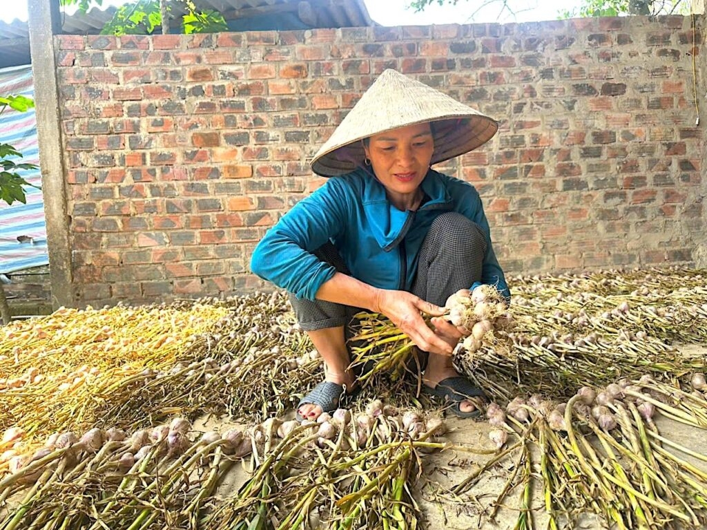 Tỏi Phan Rang được các HTX tại xã Vĩnh Hải, tỉnh Khánh Hòa sản xuất theo quy trình kiểm soát chất lượng, góp phần nâng cao giá trị thương hiệu và sức cạnh tranh trên thị trường.