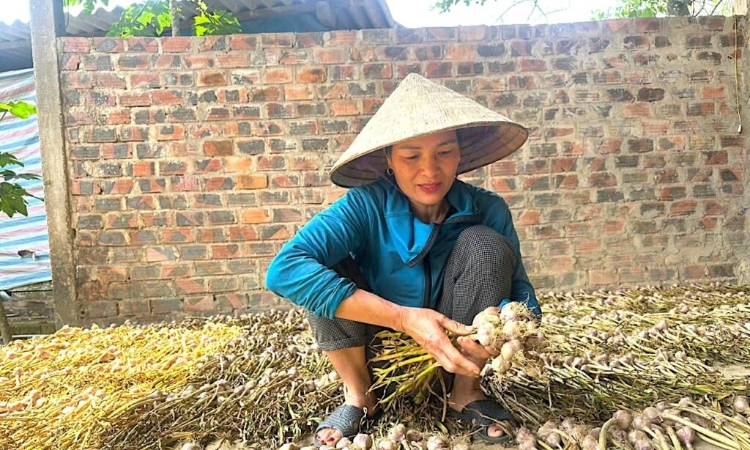 Tỏi Phan Rang: HTX nâng tầm đặc sản bằng bảo hộ thương hiệu