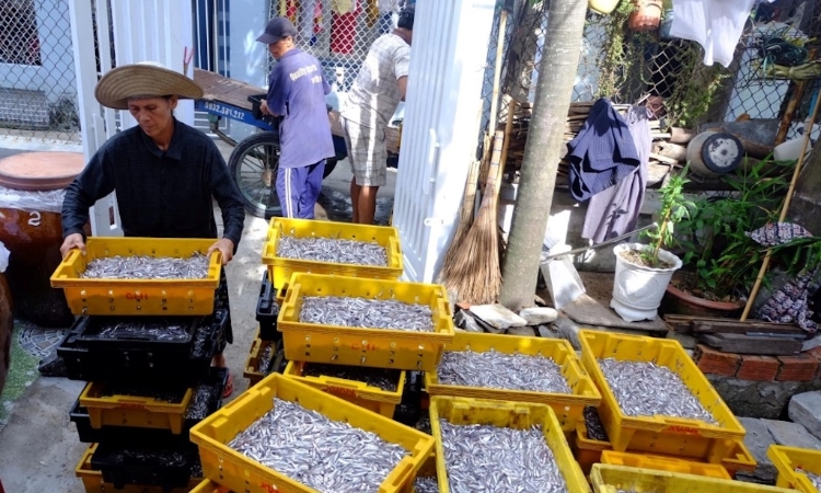 Giữ ‘hồn’ làng nghề bằng tài sản trí tuệ: Cách nước mắm Nam Ô đi đường dài