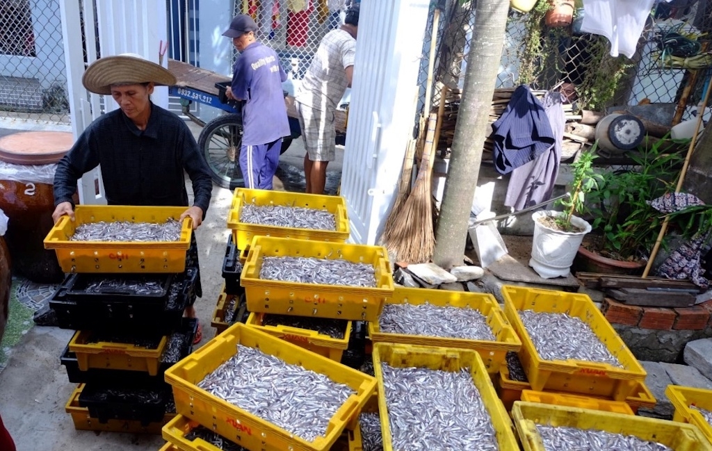 Làng nghề nước mắm Nam Ô hiện có nhiều HTX và cơ sở sản xuất, góp phần gìn giữ nghề truyền thống, phát triển thương hiệu và xây dựng tài sản sở hữu trí tuệ cho đặc sản địa phương.