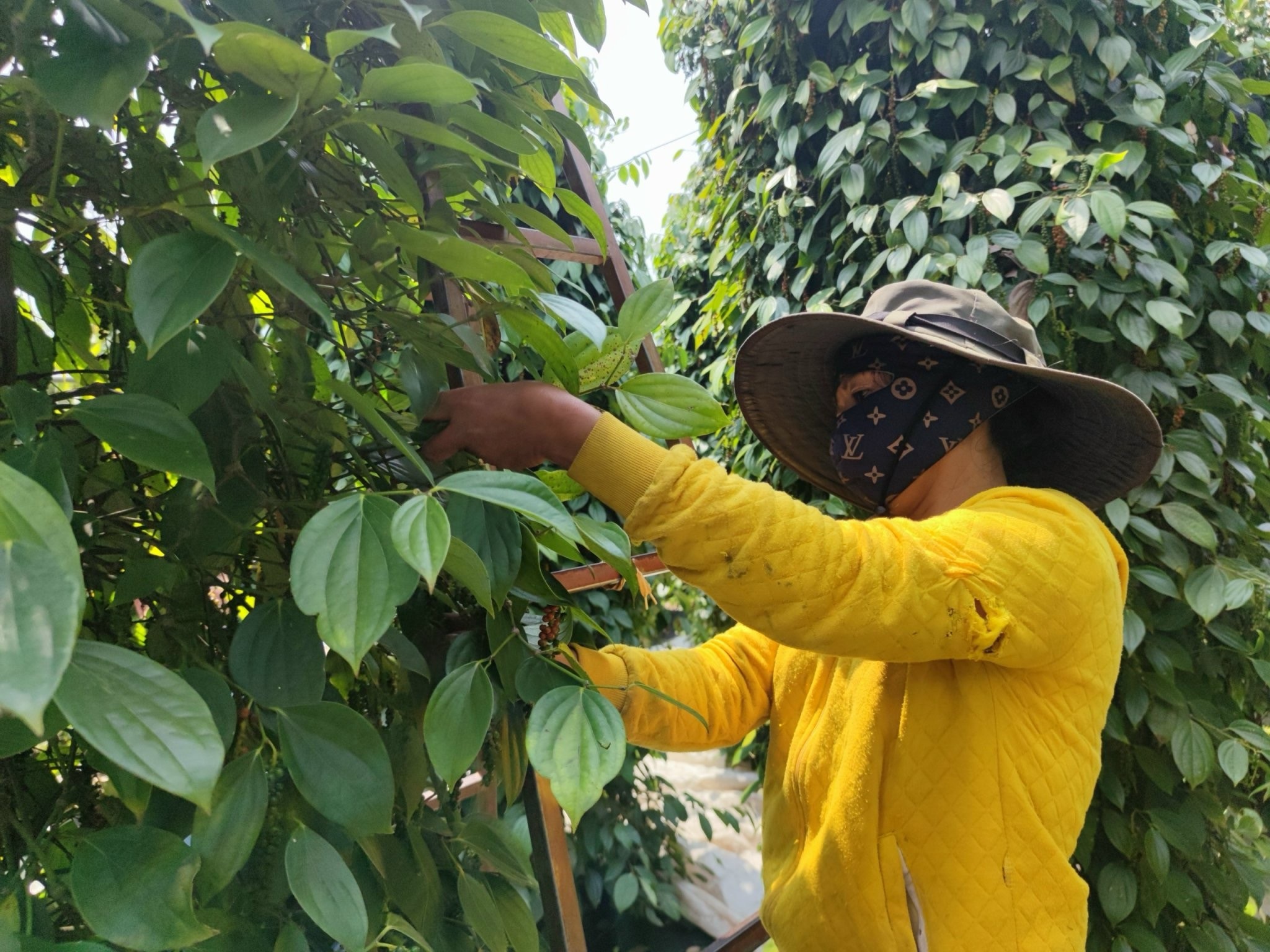 Sản phẩm và thương hiệu hồ tiêu OCOP Gia Lai