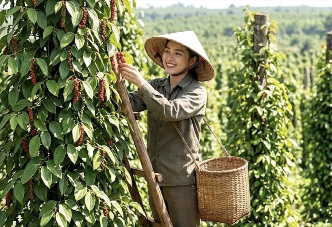 Liên kết chuỗi giá trị hồ tiêu Gia Lai