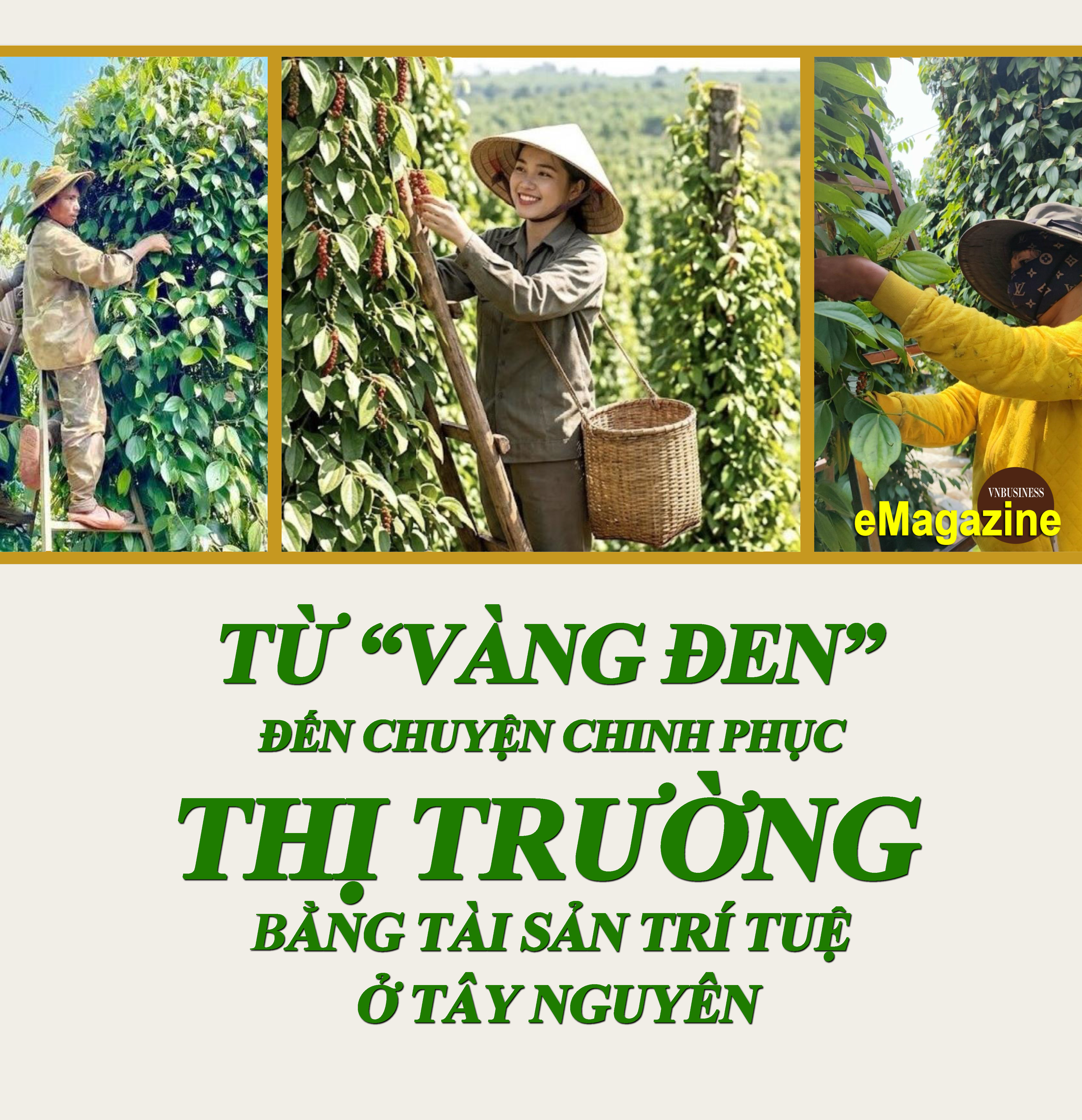 Từ 'vàng đen' ở Tây Nguyên đến chuyện liên kết sản xuất và chinh phục thị trường bằng tài sản trí tuệ