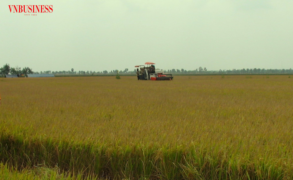 HTX ở Hưng Mỹ phát triển vùng lúa sạch gắn với sản phẩm OCOP, từng bước nâng cao giá trị hạt gạo thông qua chất lượng sản xuất và các chính sách hỗ trợ về sở hữu trí tuệ.