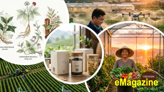 Bước chuyển tư duy giúp HTX ở Đà Nẵng thắng lớn trên cánh đồng công nghệ cao