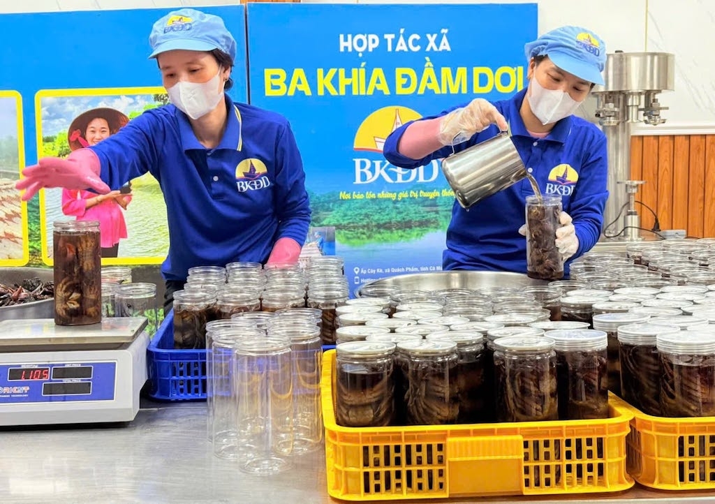 Chương trình OCOP cùng các chính sách hỗ trợ sở hữu trí tuệ đang tiếp sức HTX nâng cao giá trị thương hiệu Ba Khía Đầm Dơi và mở rộng thị trường.