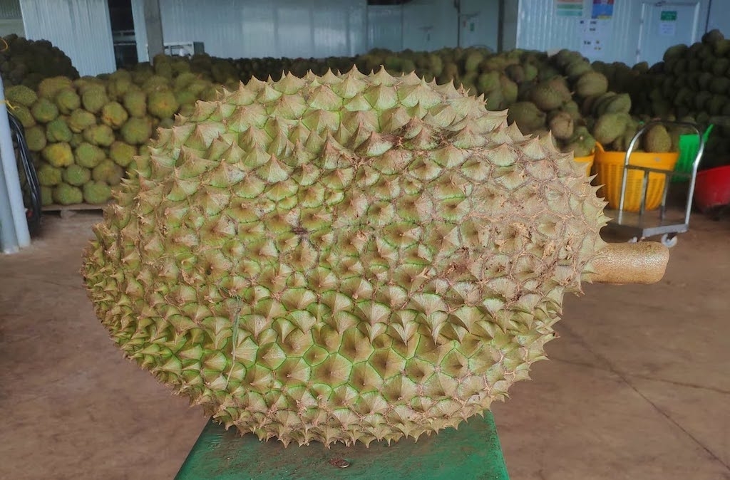 Sầu riêng Krông Pắc từng bước khẳng định vị thế trên thị trường nhờ xây dựng thương hiệu, phát triển tài sản sở hữu trí tuệ và bảo đảm truy xuất nguồn gốc.