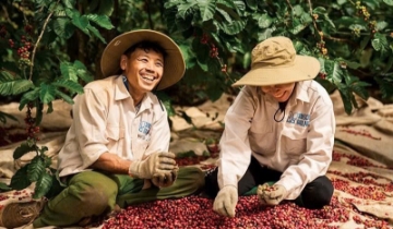 Thách thức cung - cầu, giá cà phê nội địa chịu áp lực lớn